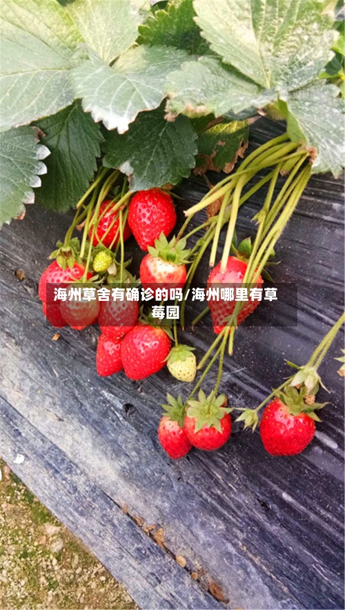 海州草舍有确诊的吗/海州哪里有草莓园-第2张图片