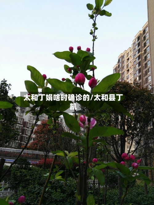 太和丁娟啥时确诊的/太和县丁凯-第2张图片