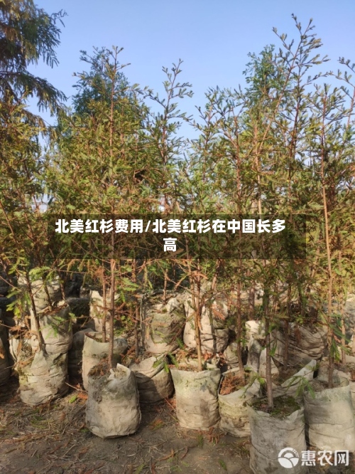 北美红杉费用/北美红杉在中国长多高