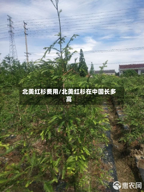 北美红杉费用/北美红杉在中国长多高-第2张图片