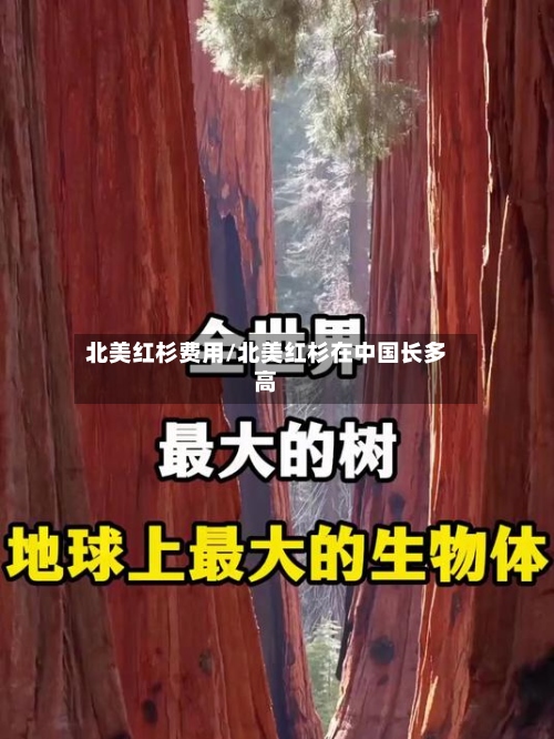 北美红杉费用/北美红杉在中国长多高-第3张图片
