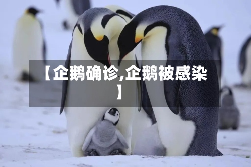 【企鹅确诊,企鹅被感染】