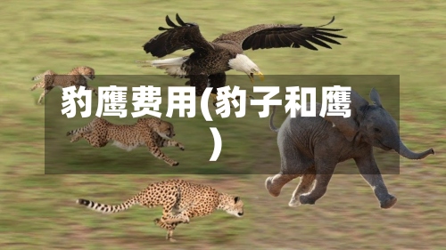 豹鹰费用(豹子和鹰)