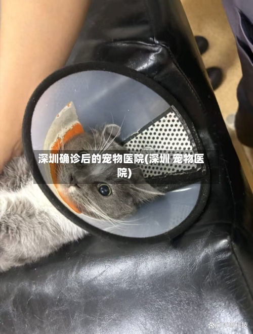 深圳确诊后的宠物医院(深圳 宠物医院)-第2张图片