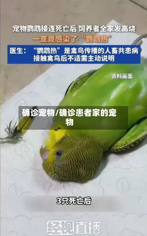 确诊宠物/确诊患者家的宠物-第2张图片