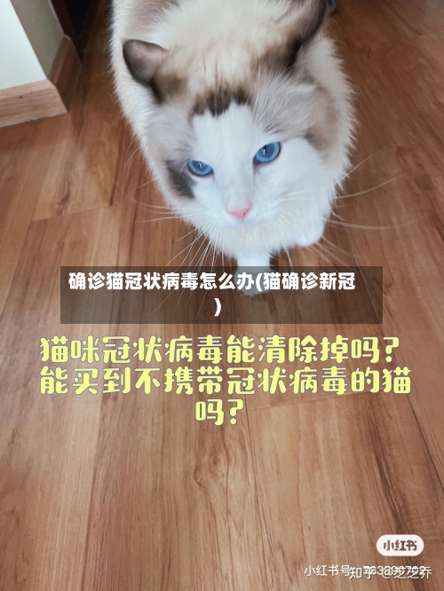 确诊猫冠状病毒怎么办(猫确诊新冠)