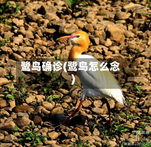 鹭鸟确诊(鹭鸟怎么念)