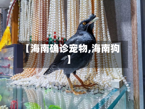 【海南确诊宠物,海南狗】