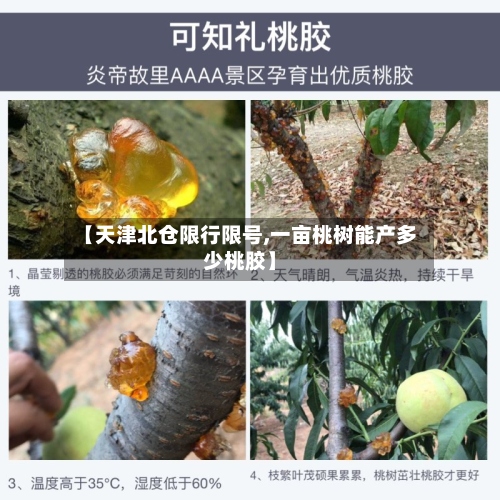 【天津北仓限行限号,一亩桃树能产多少桃胶】-第3张图片