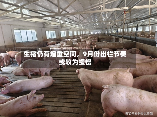 生猪仍有增重空间，9月份出栏节奏或较为缓慢-第2张图片