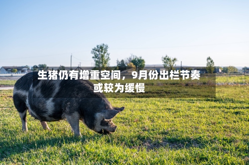 生猪仍有增重空间	，9月份出栏节奏或较为缓慢-第1张图片